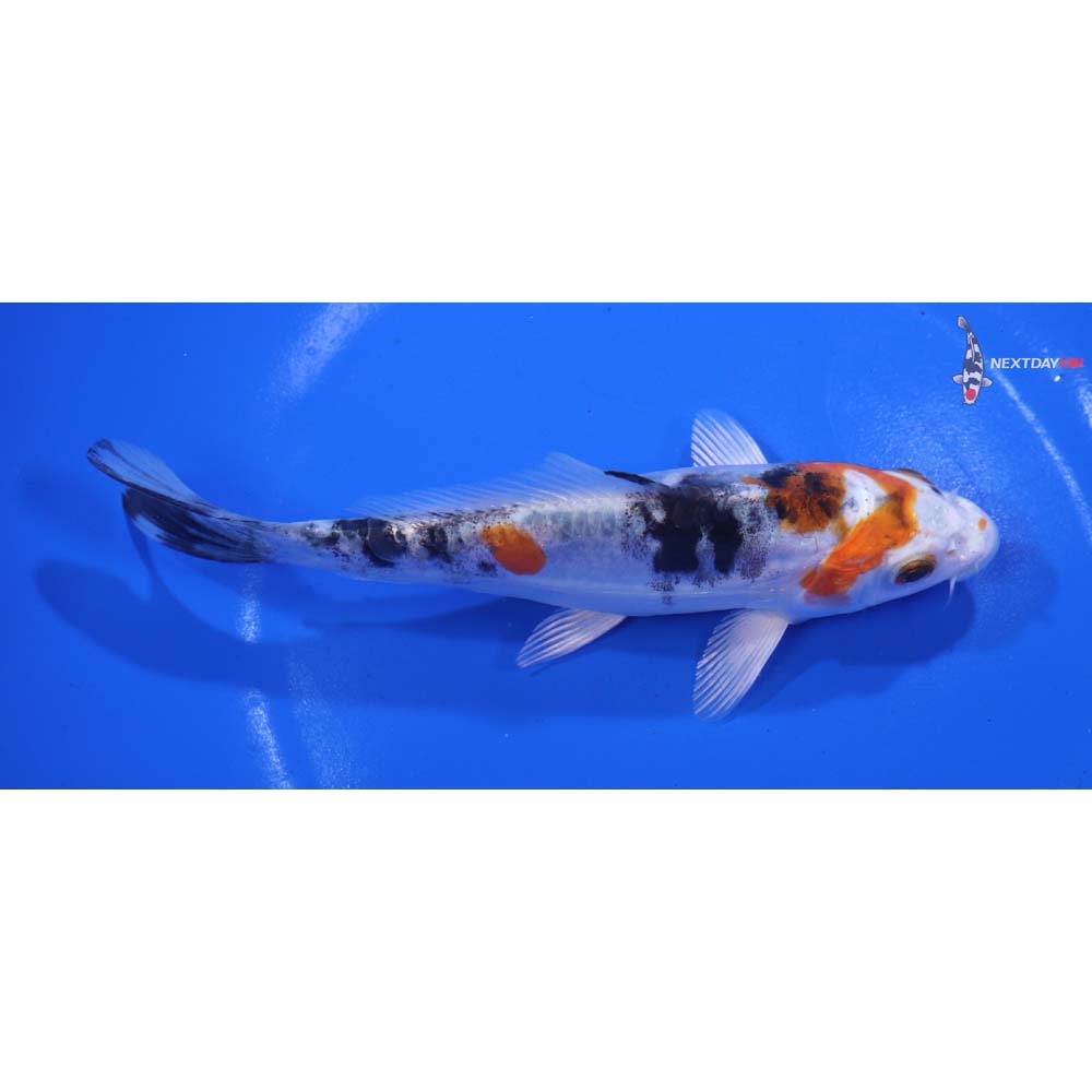 6” Imported Heisei Nishiki