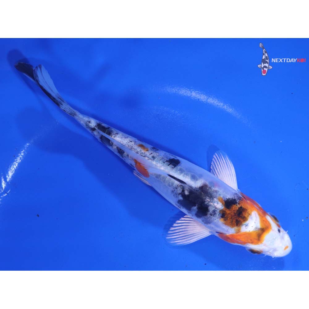 6” Imported Heisei Nishiki