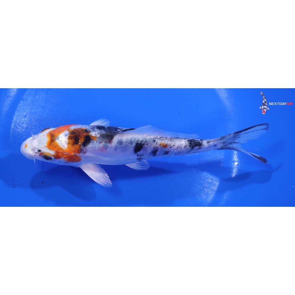 6” Imported Heisei Nishiki