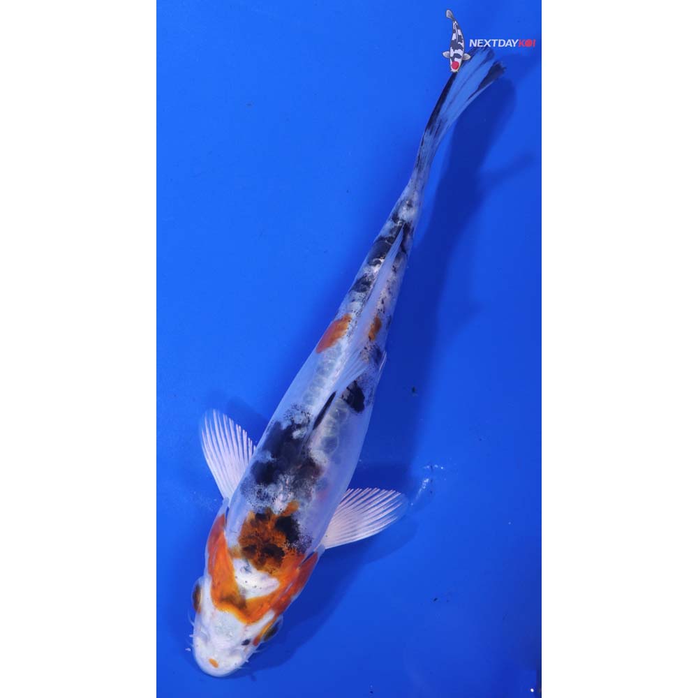 6” Imported Heisei Nishiki