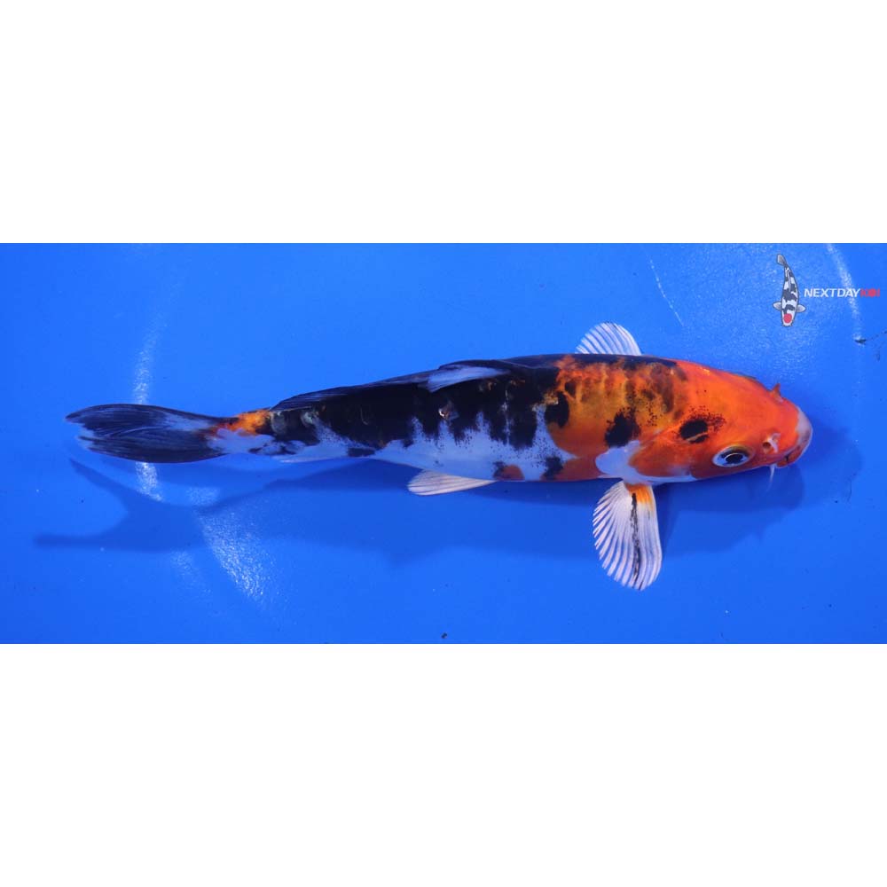 6” Imported Heisei Nishiki