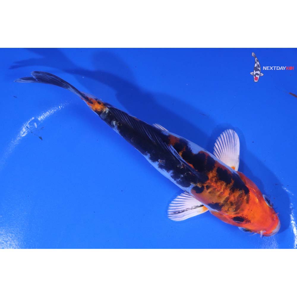 6” Imported Heisei Nishiki