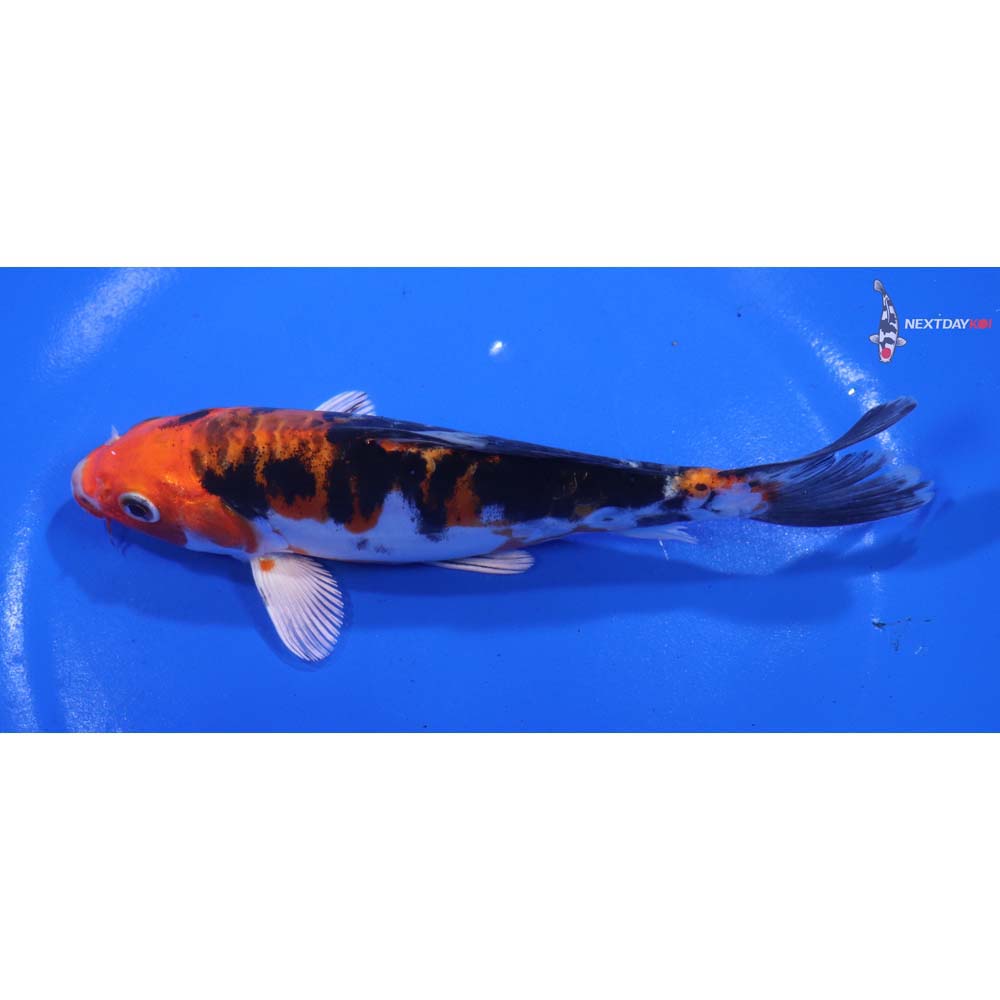 6” Imported Heisei Nishiki