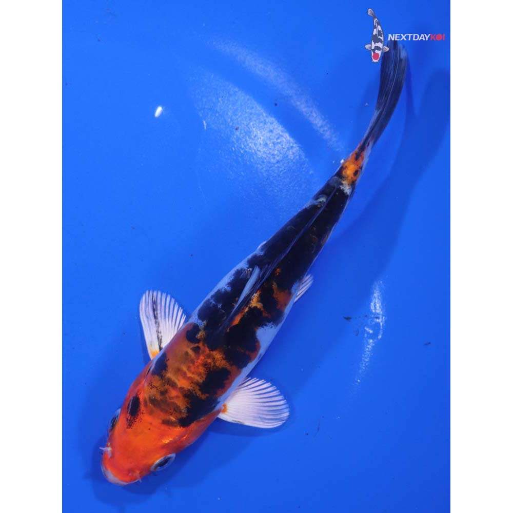 6” Imported Heisei Nishiki