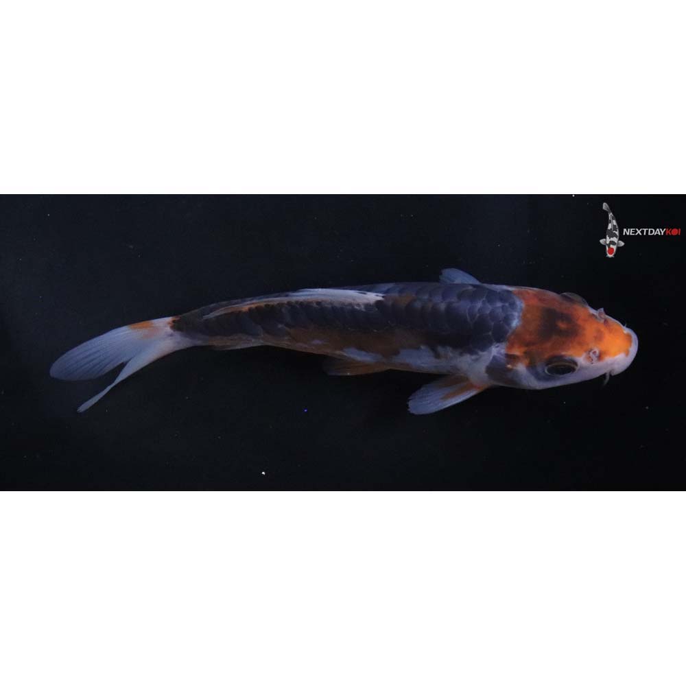 6” Imported Shusui