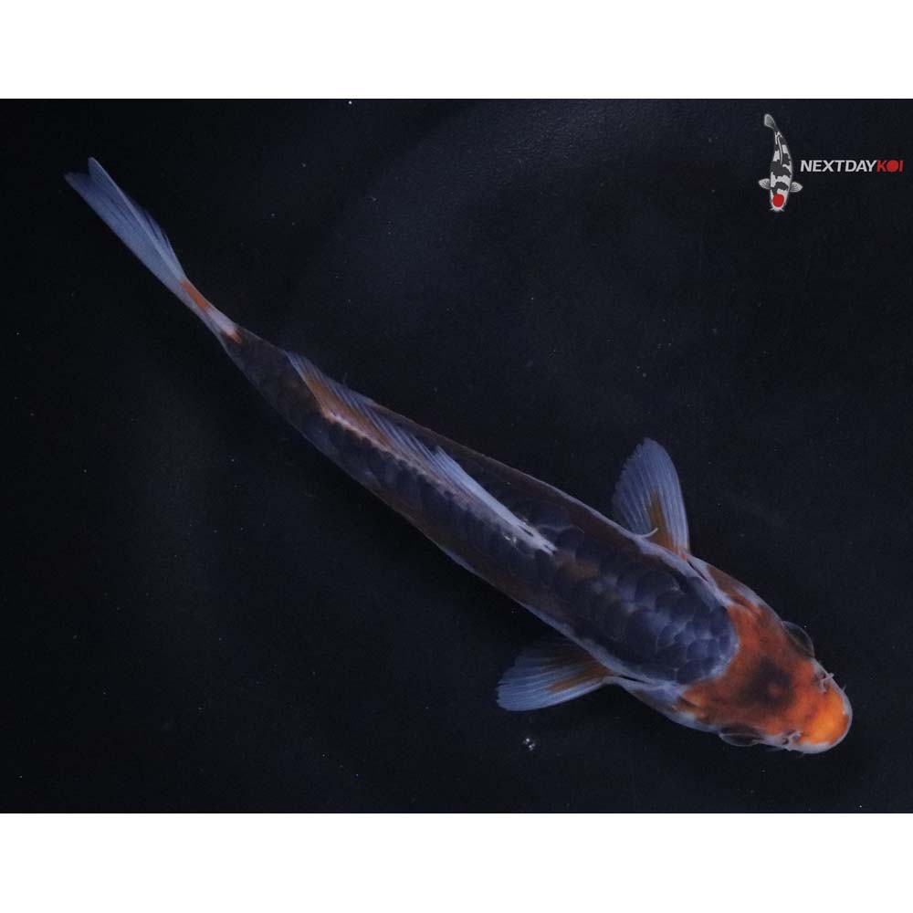 6” Imported Shusui