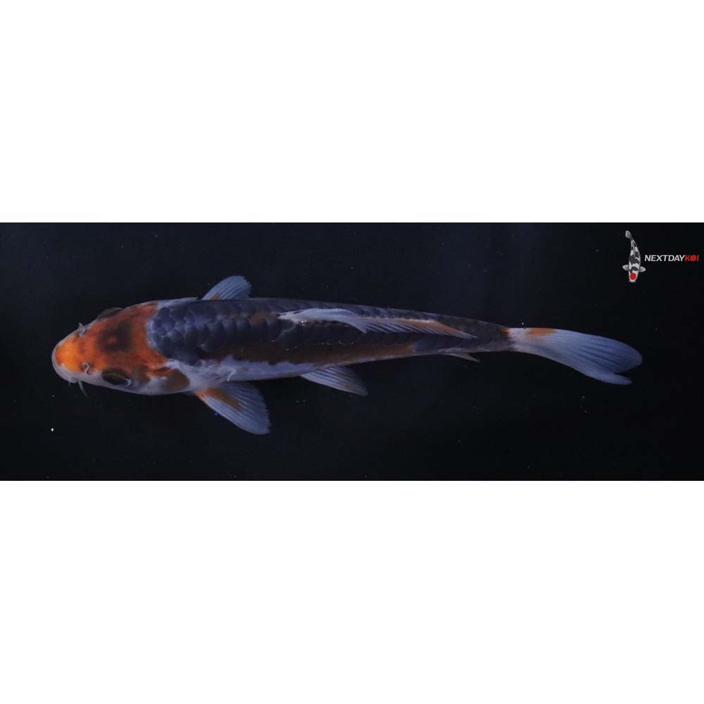 6” Imported Shusui