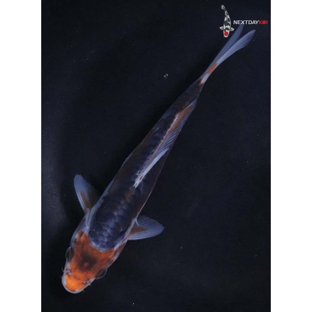 6” Imported Shusui