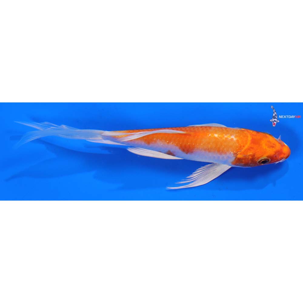 6” Imported Hariwake Butterfly Koi