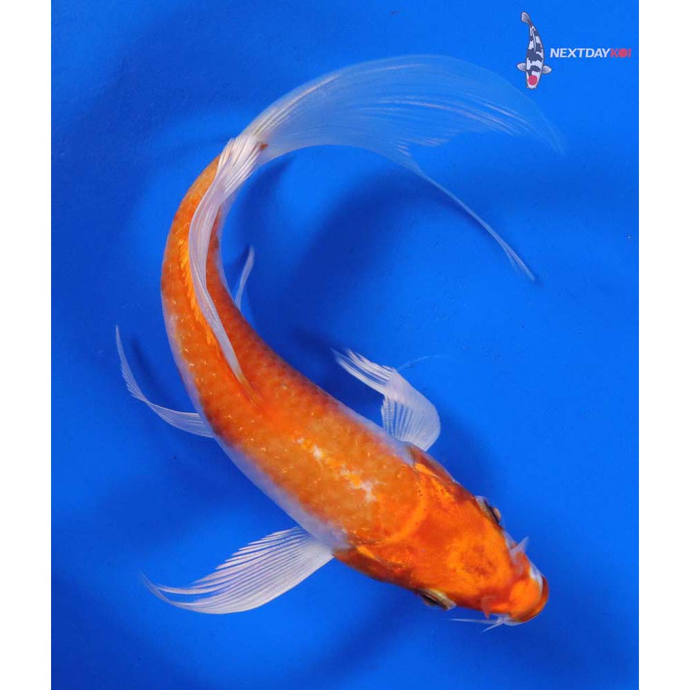 6” Imported Hariwake Butterfly Koi