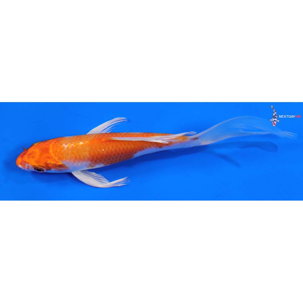 6” Imported Hariwake Butterfly Koi