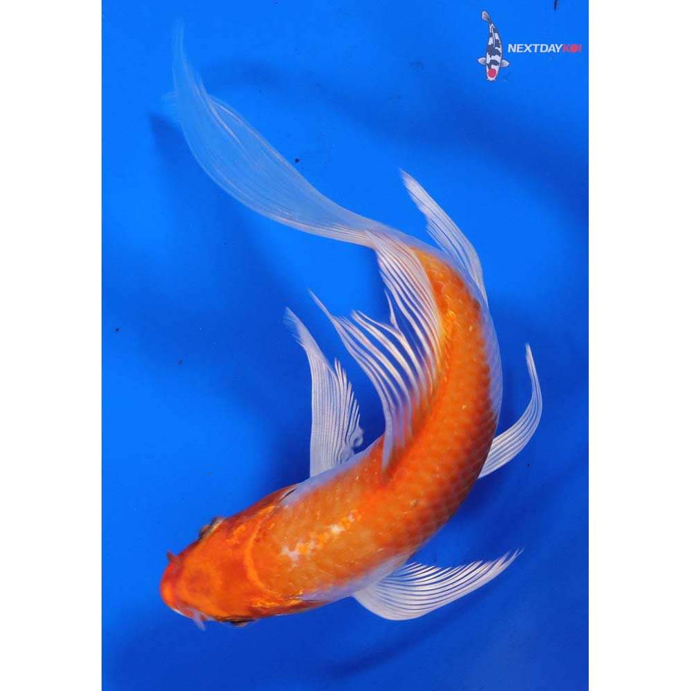 6” Imported Hariwake Butterfly Koi