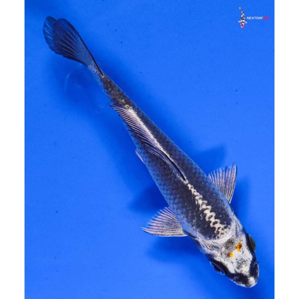 4” Imported Gin Matsuba