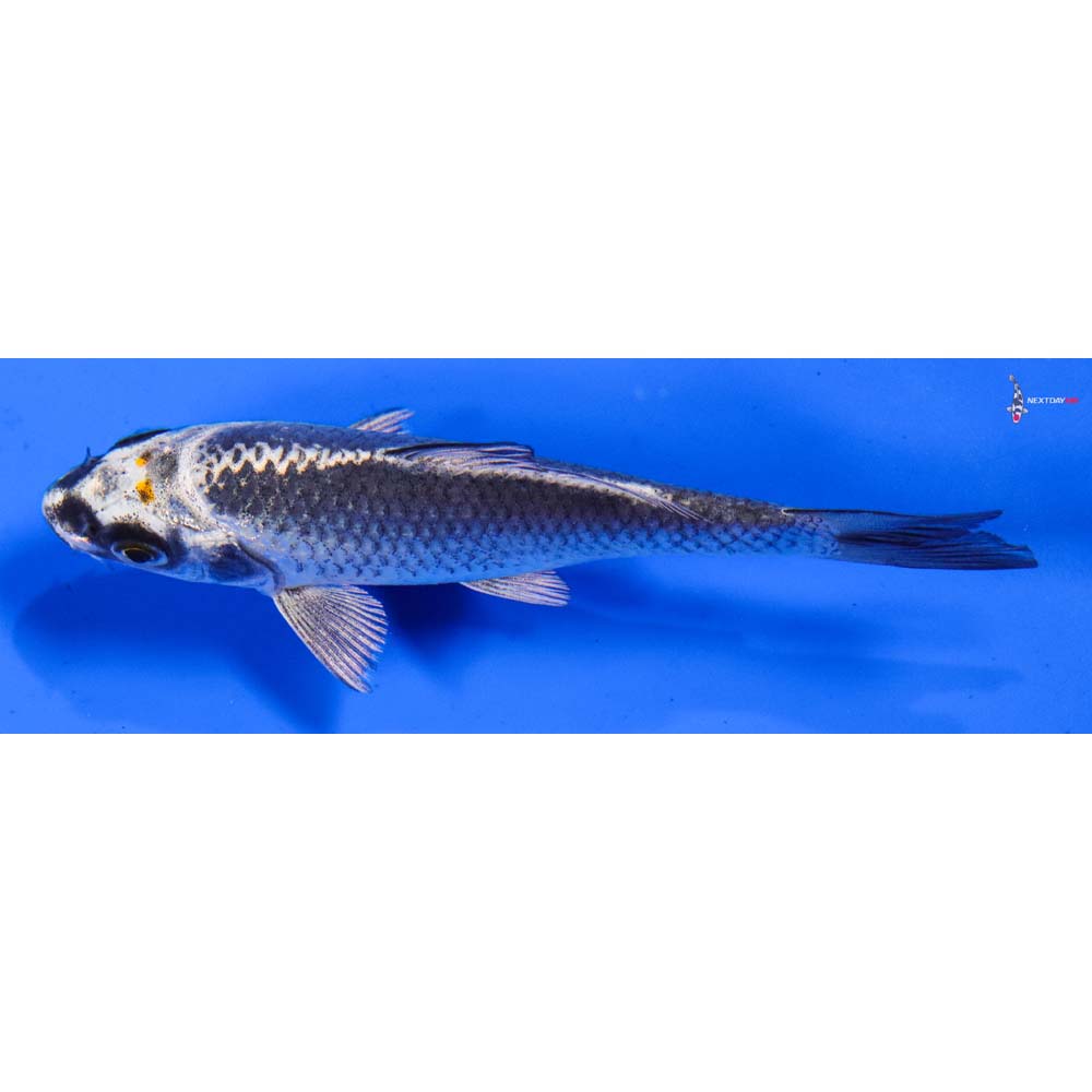 4” Imported Gin Matsuba