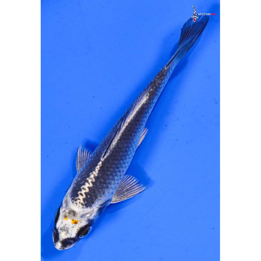 4” Imported Gin Matsuba