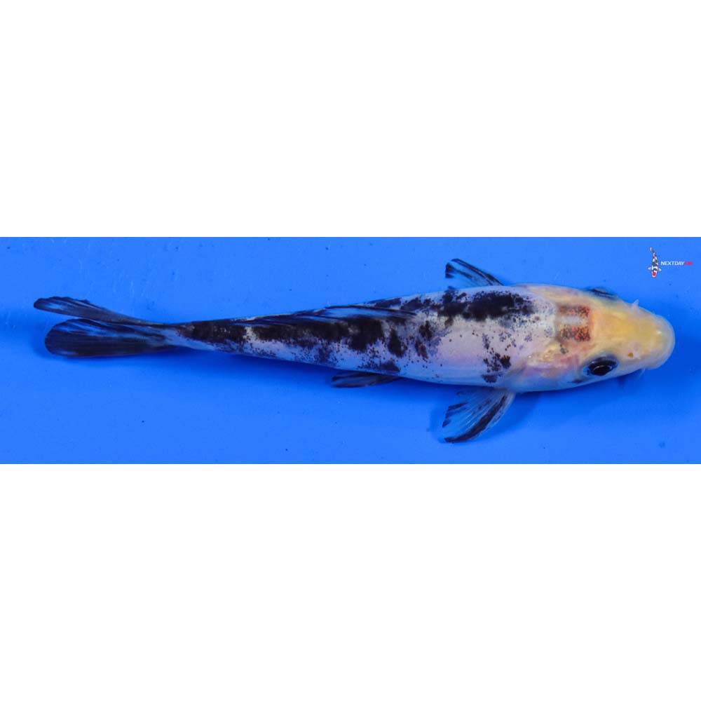 4” Imported Doitsu Shiro Bekko