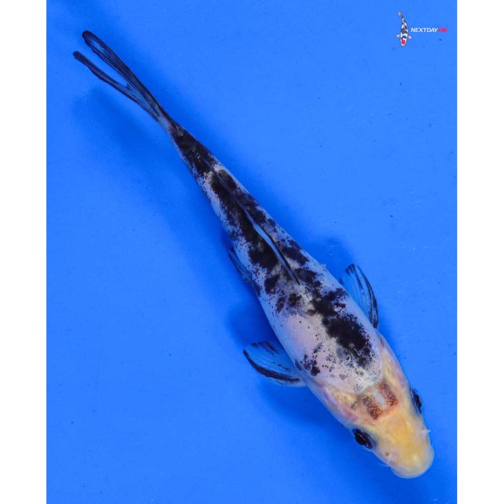 4” Imported Doitsu Shiro Bekko