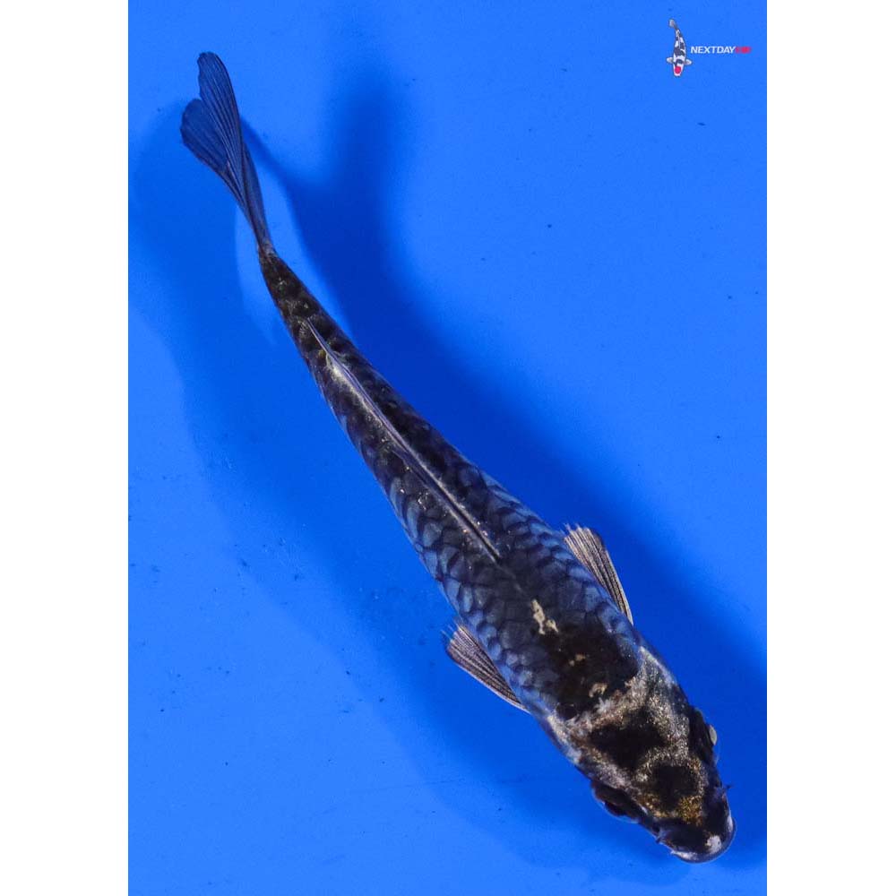 4” Imported Armor Scaled Gin Matsuba