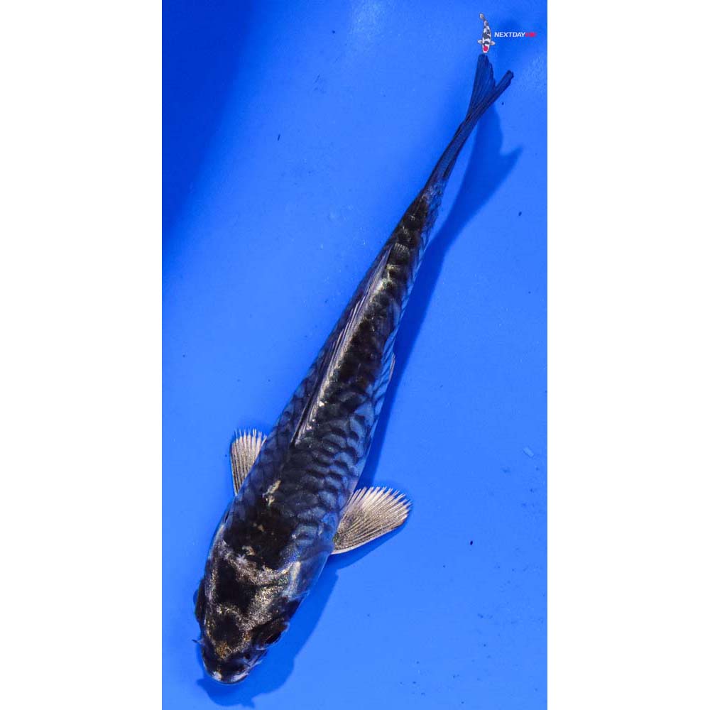 4” Imported Armor Scaled Gin Matsuba