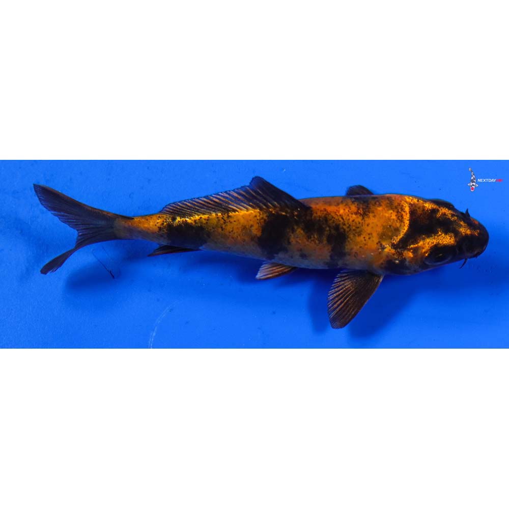 4” Imported Kin Hi Utsuri