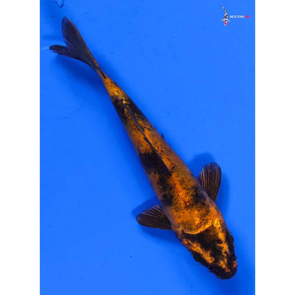 4” Imported Kin Hi Utsuri