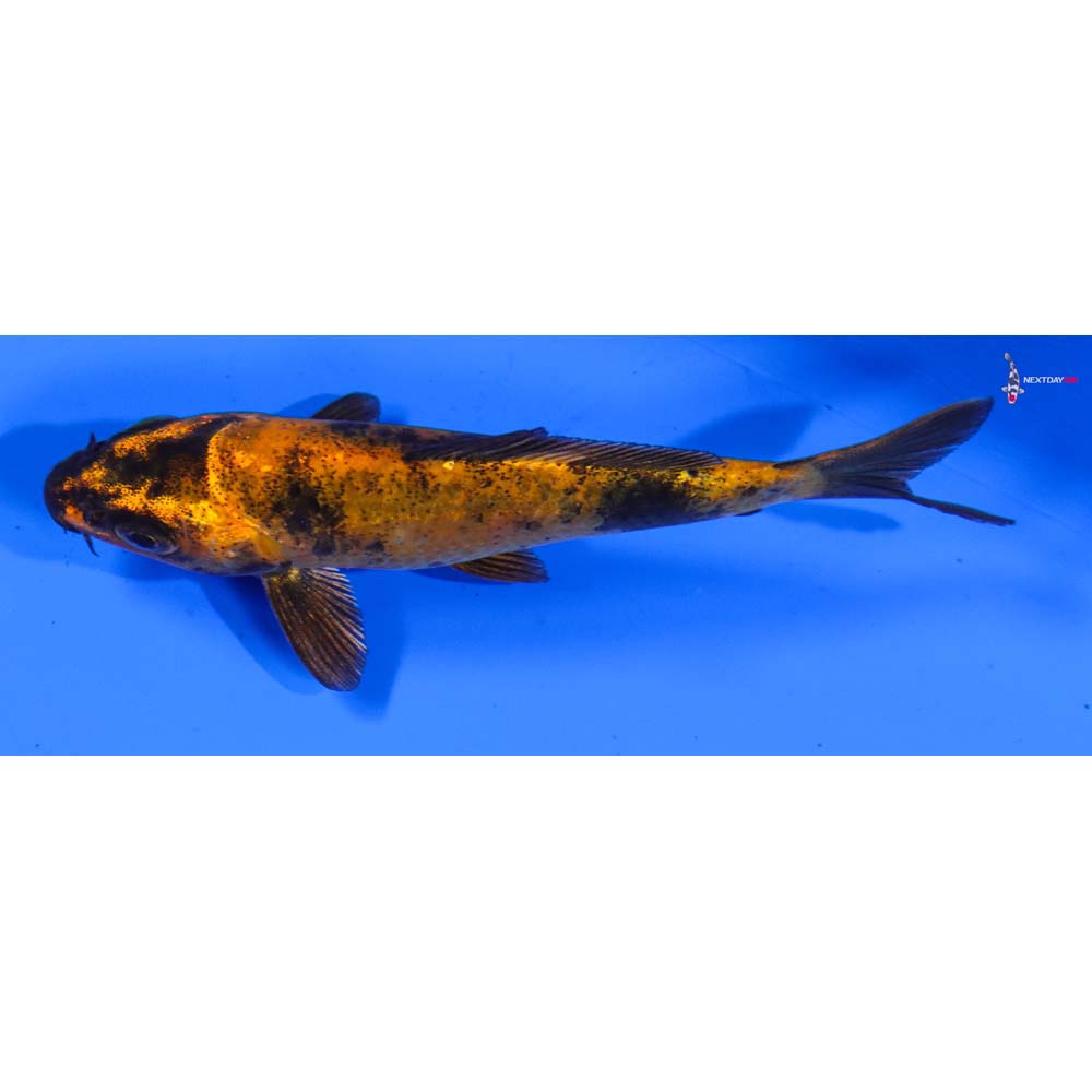 4” Imported Kin Hi Utsuri