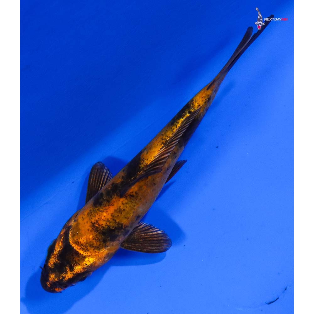 4” Imported Kin Hi Utsuri