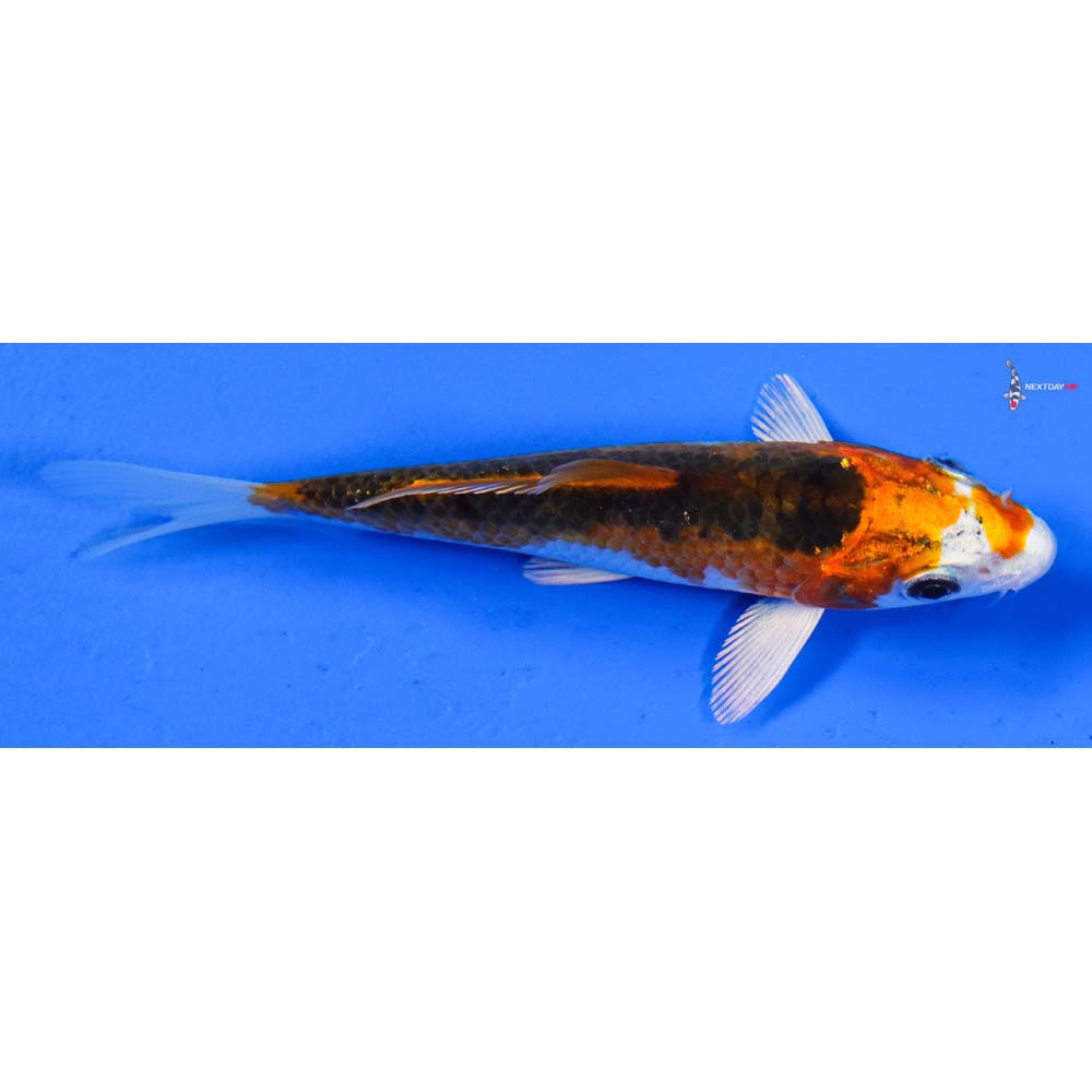 4.5” Imported Kujaku