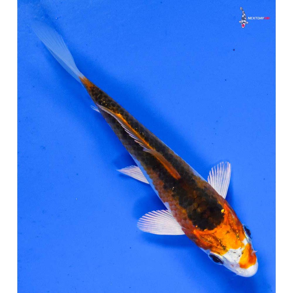 4.5” Imported Kujaku