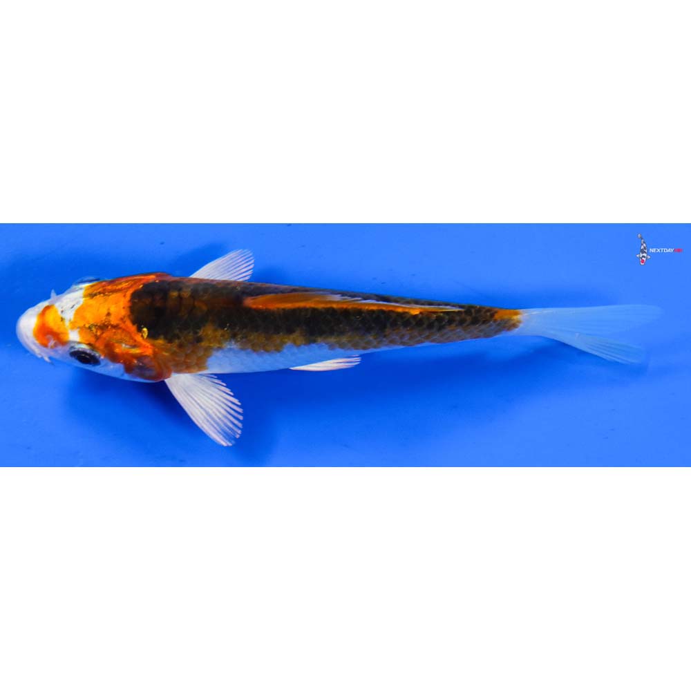 4.5” Imported Kujaku