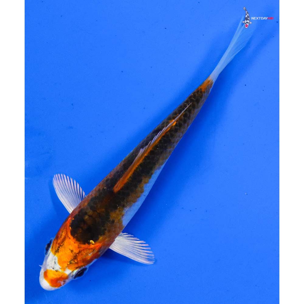 4.5” Imported Kujaku