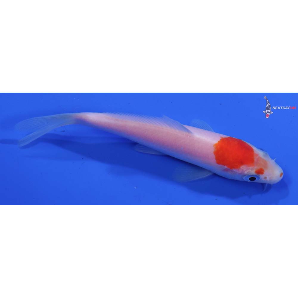 4” Imported Kohaku