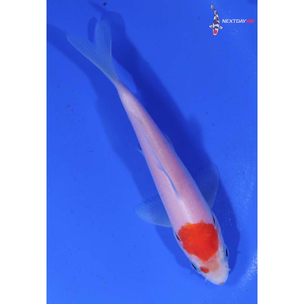 4” Imported Kohaku