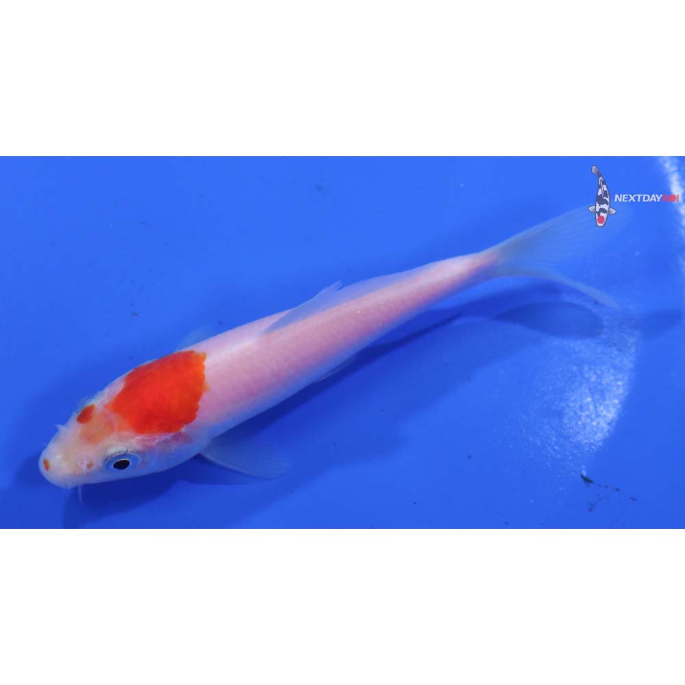 4” Imported Kohaku