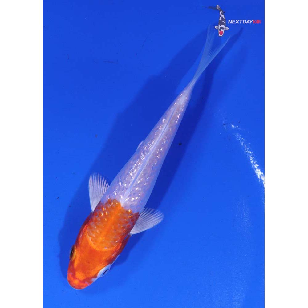 4.5” Imported Gin Rin Hariwake