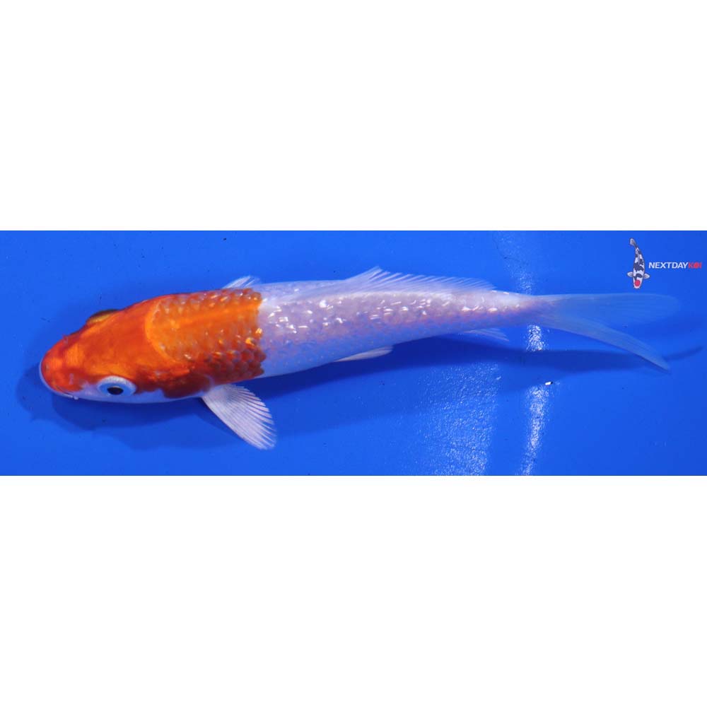 4.5” Imported Gin Rin Hariwake