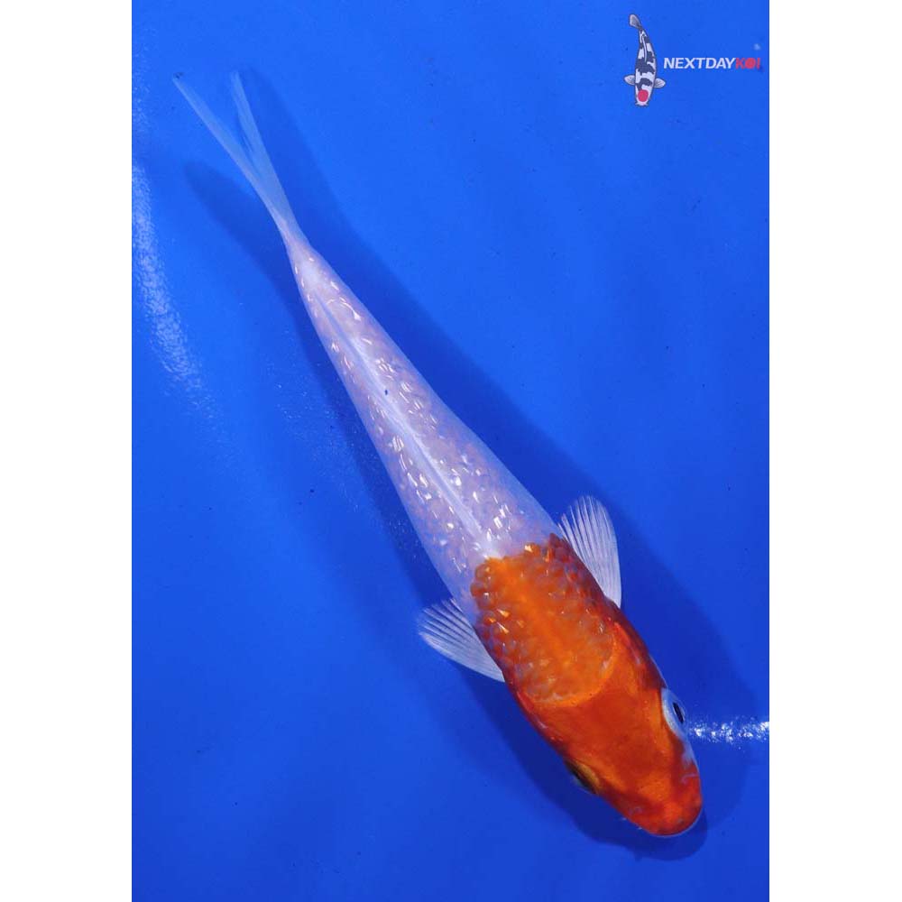 4.5” Imported Gin Rin Hariwake