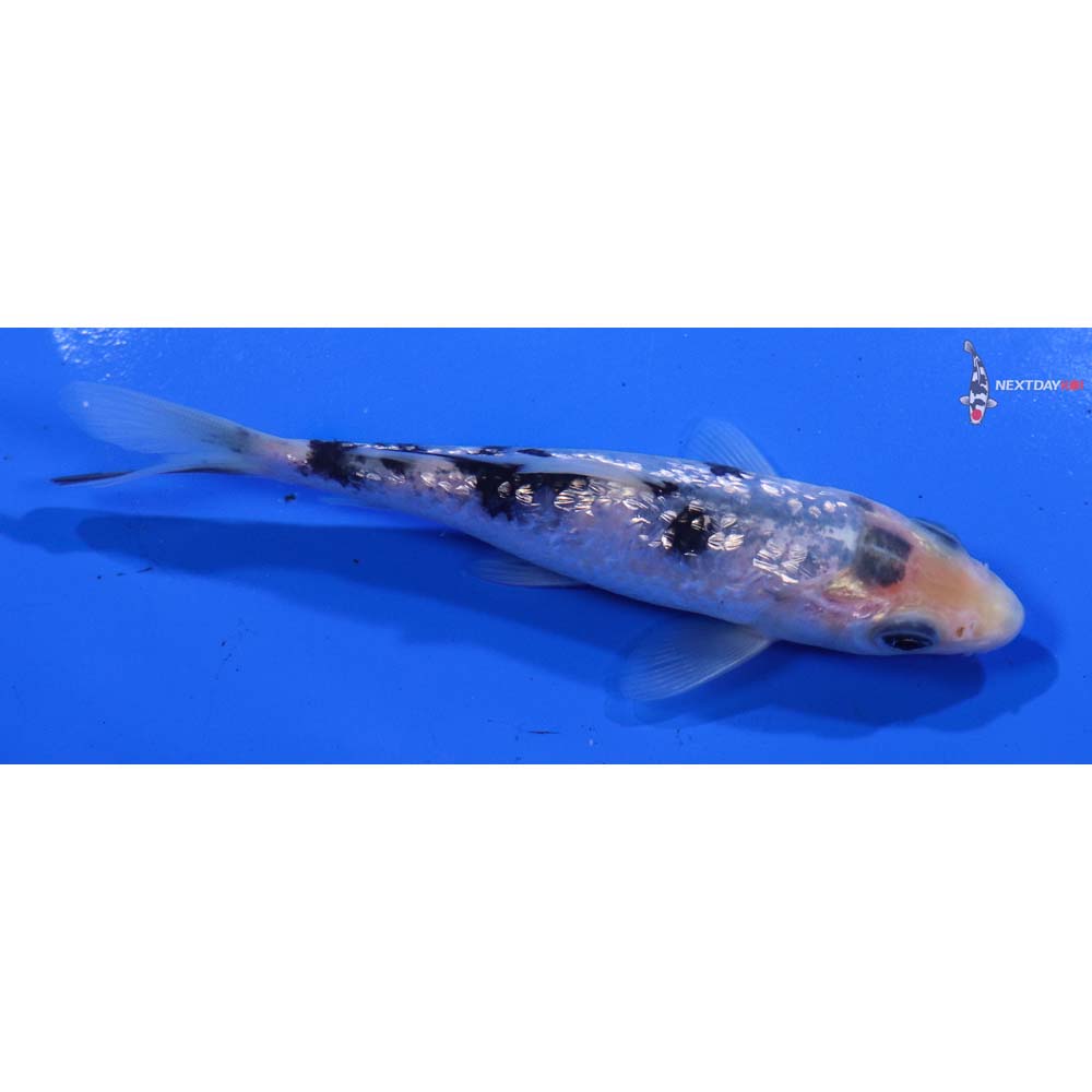 4.5” Imported Gin Rin Shiro Bekko