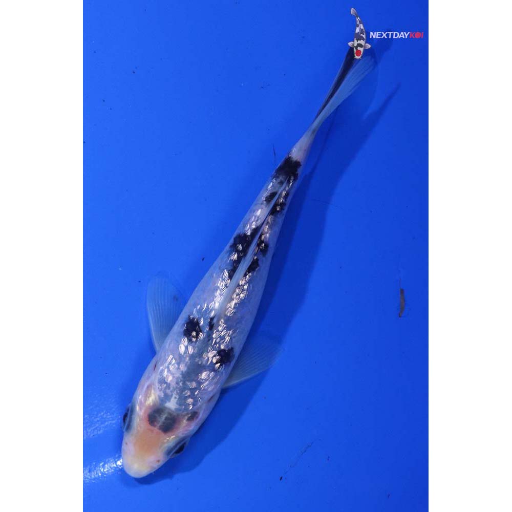 4.5” Imported Gin Rin Shiro Bekko