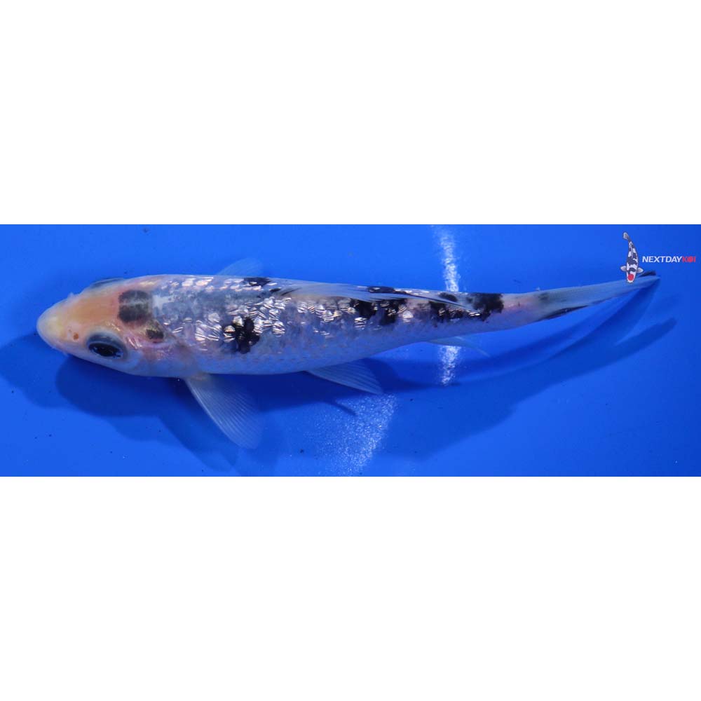 4.5” Imported Gin Rin Shiro Bekko