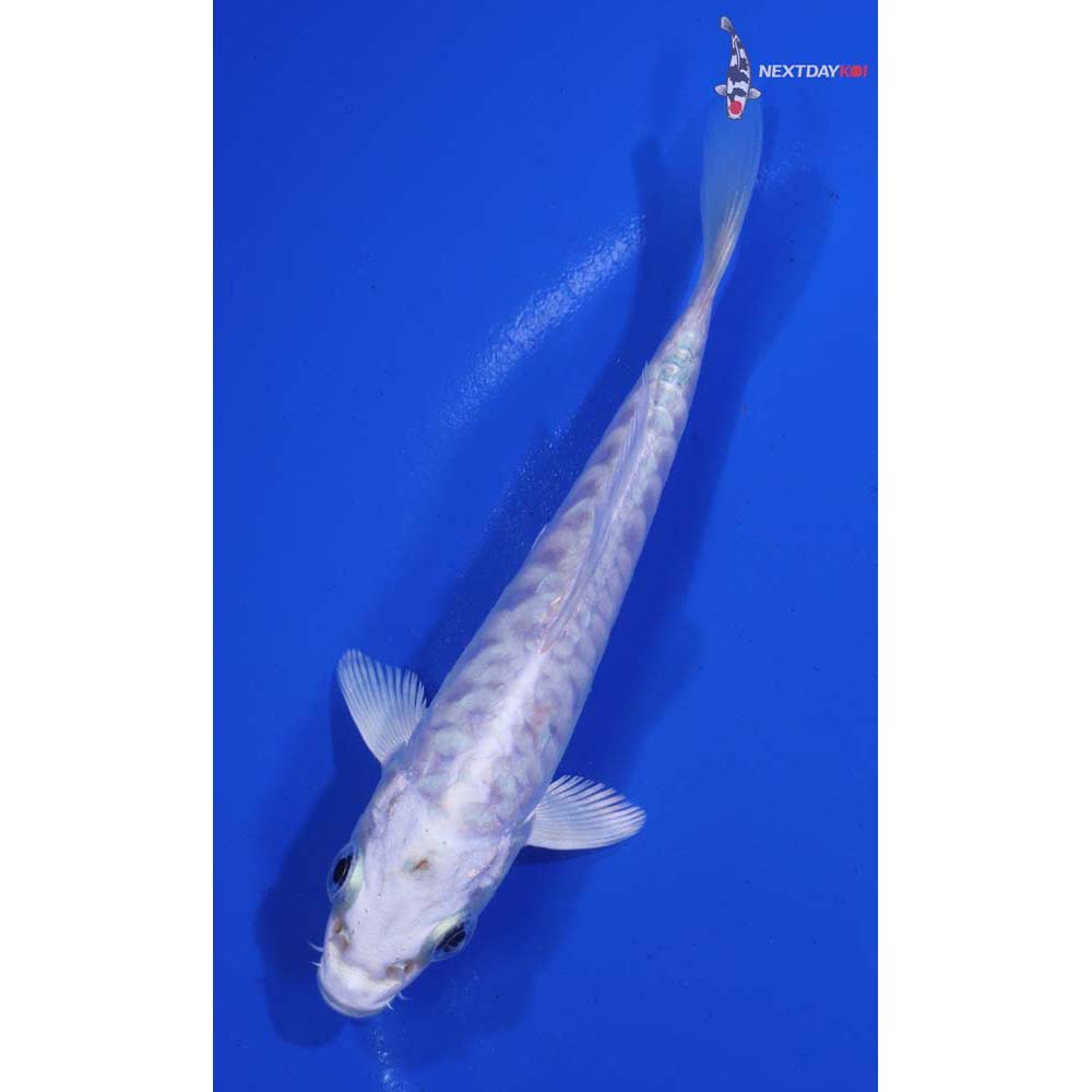 4.5” Imported Armor Scaled Platinum Ogon