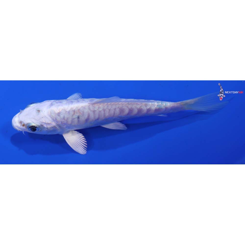 4.5” Imported Armor Scaled Platinum Ogon