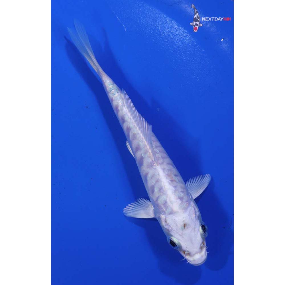 4.5” Imported Armor Scaled Platinum Ogon