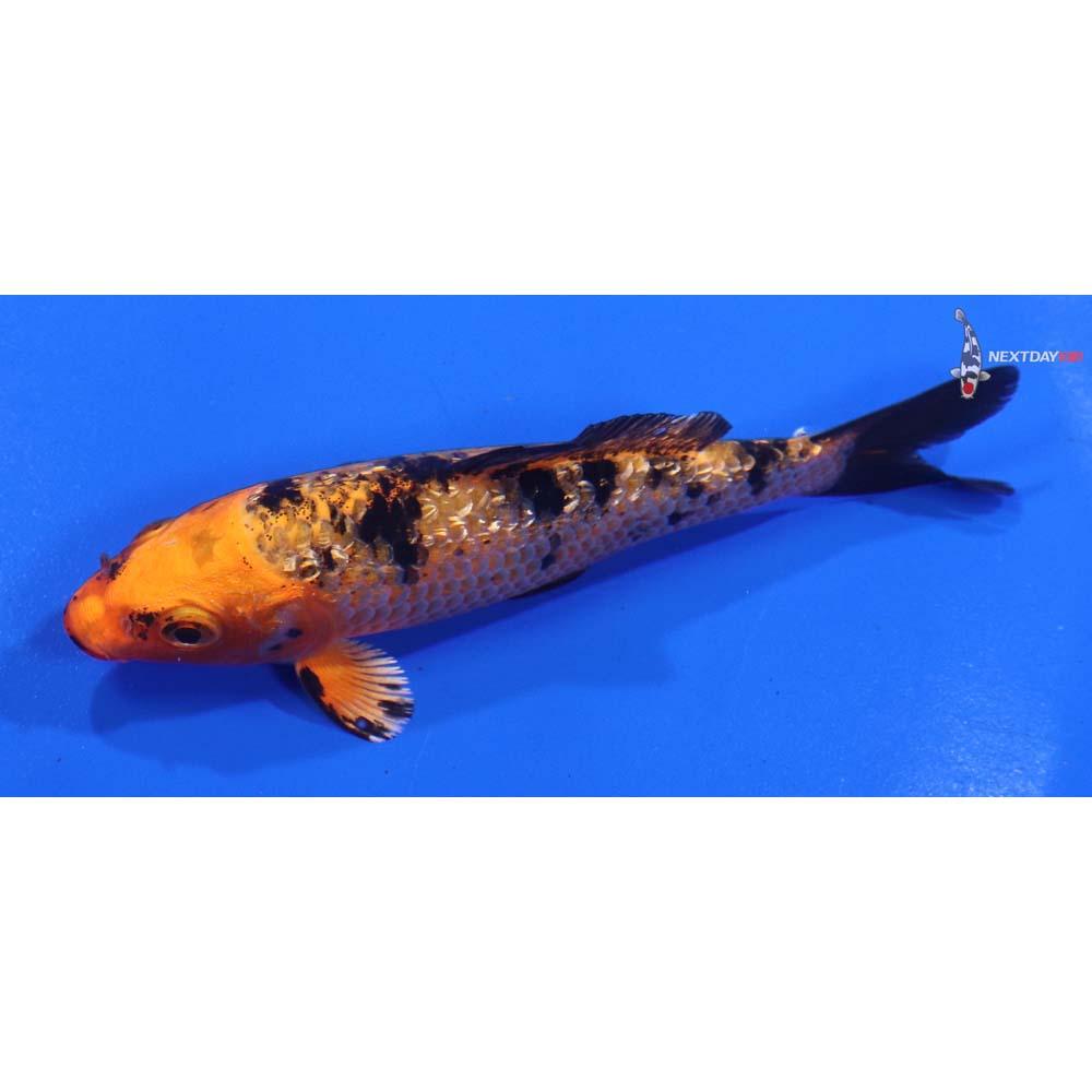 4” Imported Gin Rin Kin Aka Bekko