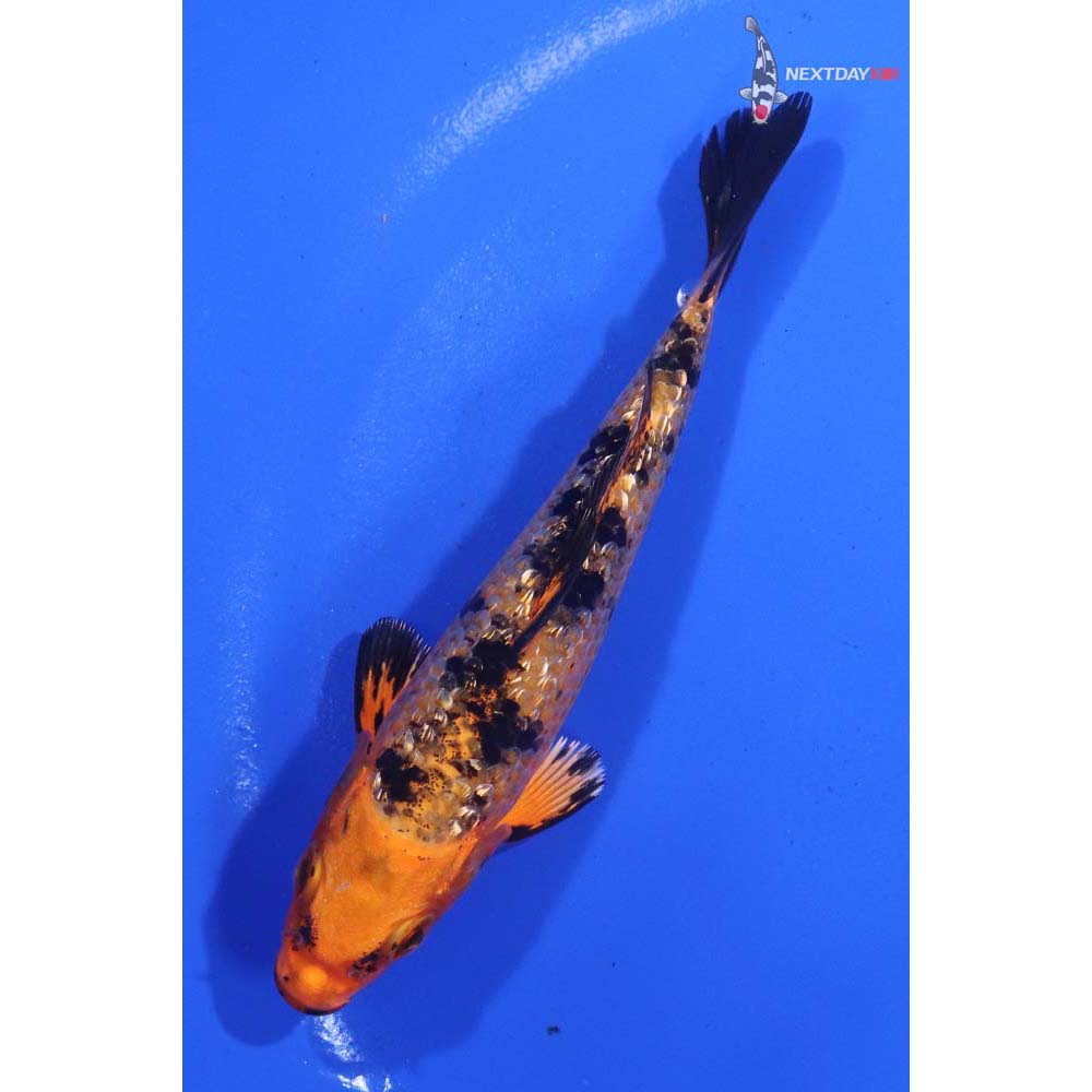 4” Imported Gin Rin Kin Aka Bekko