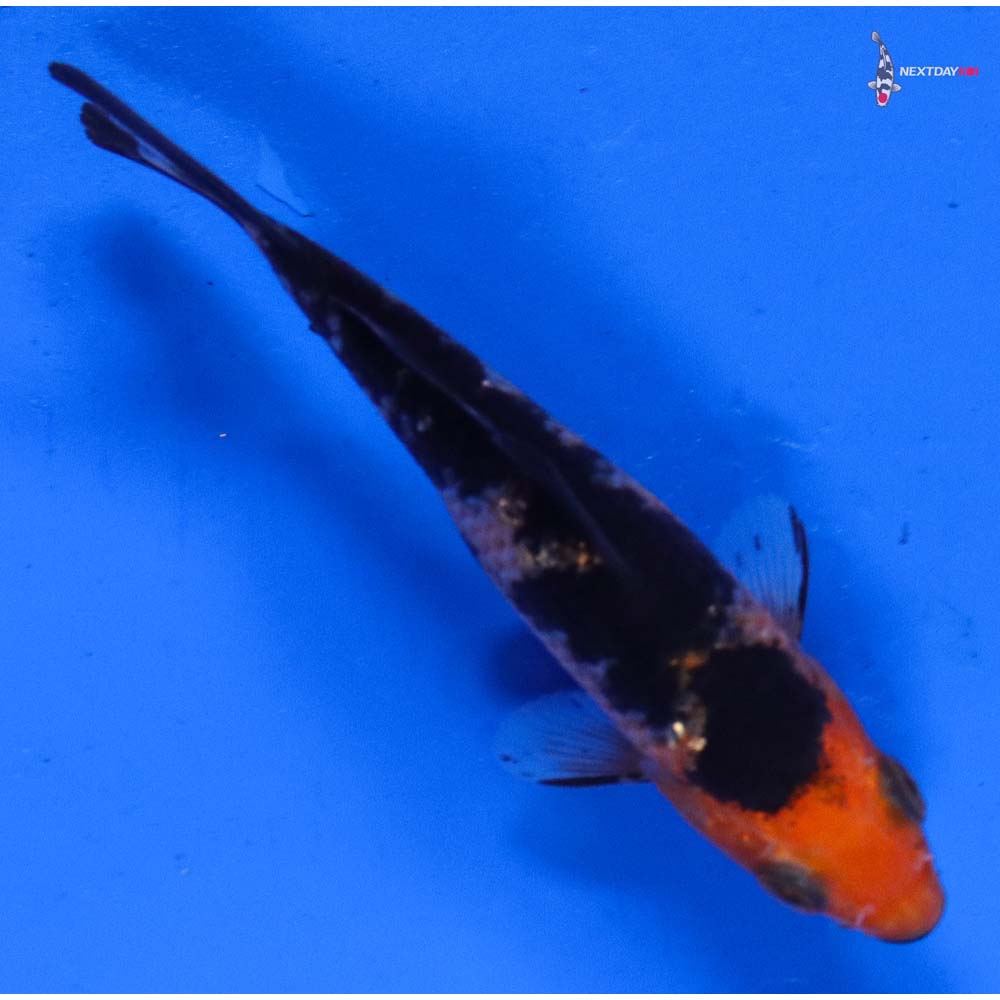 3” Imported Gin Rin Aka Bekko