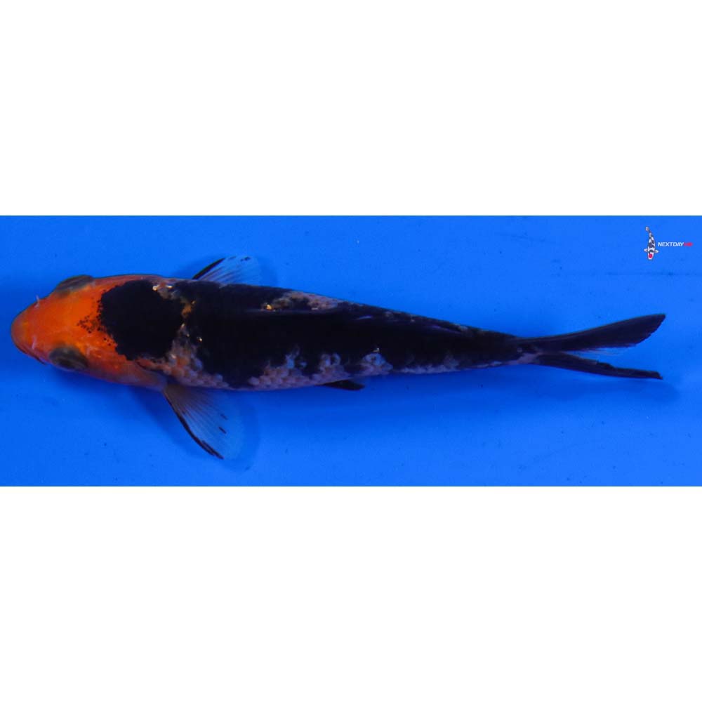 3” Imported Gin Rin Aka Bekko