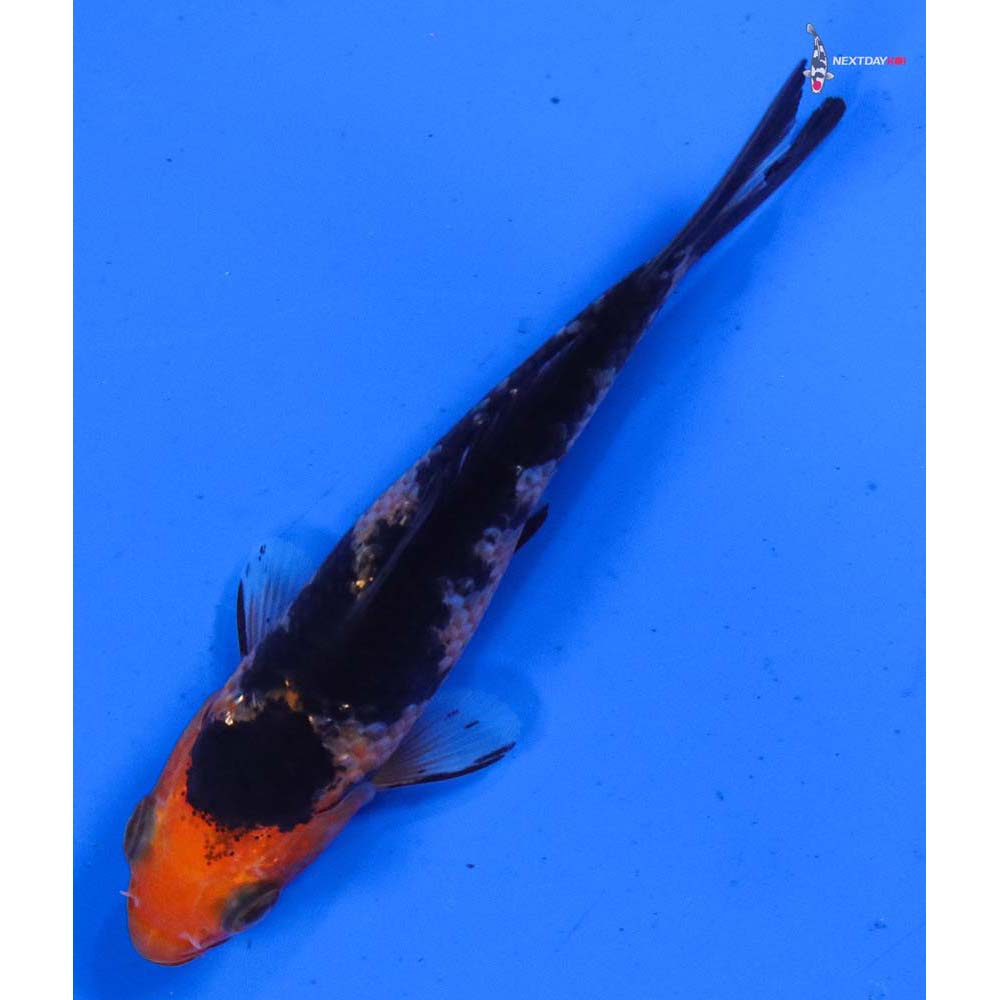 3” Imported Gin Rin Aka Bekko