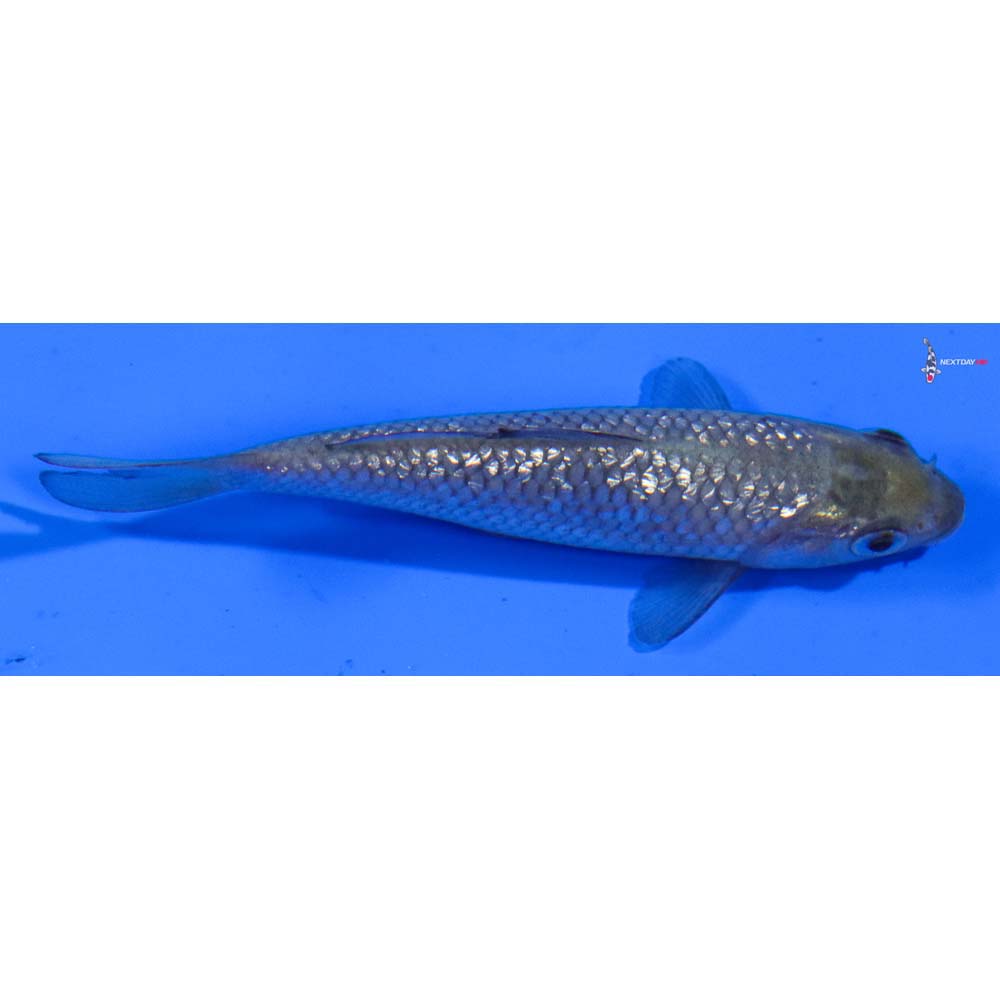 3” Imported Gin Rin Soragoi