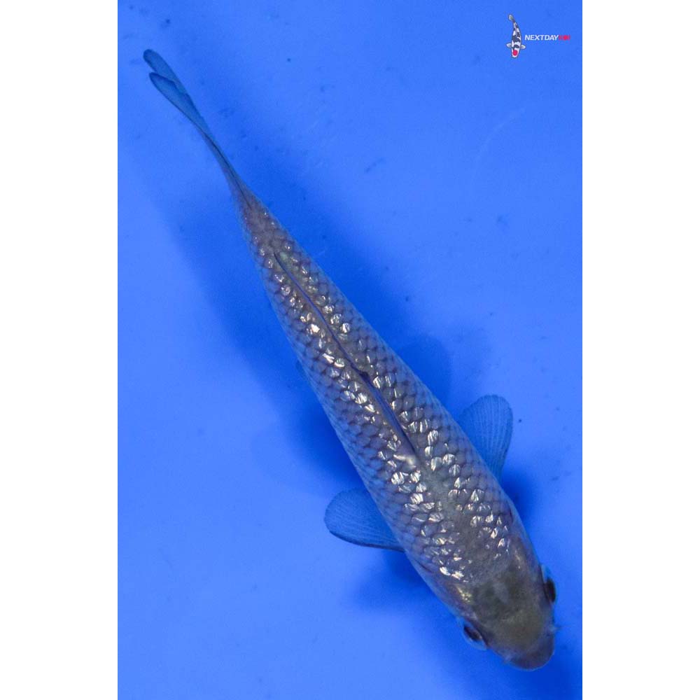 3” Imported Gin Rin Soragoi